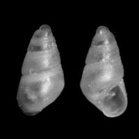 Odostomia turrita 